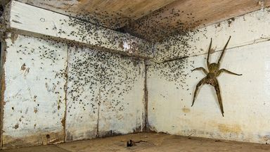 The Spider Room has been named the winner in the urban wildlife category of the Wildlife Photographer Of The Year 2021 competition. Pic: Gil Wizen/ Wildlife Photographer Of The Year